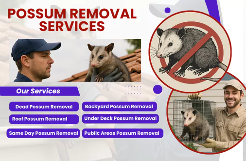 Possum Removal Werribee