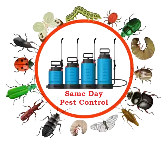 same day pest control Werribee