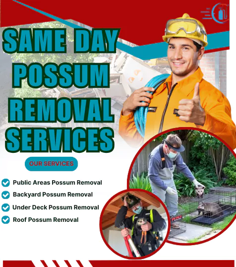 Possum Removal Services Werribee