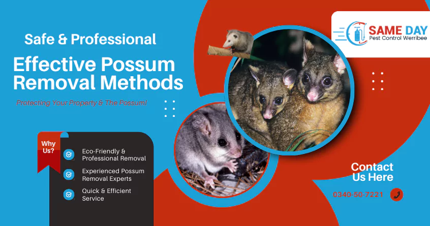 Effective Possum Removal Methods